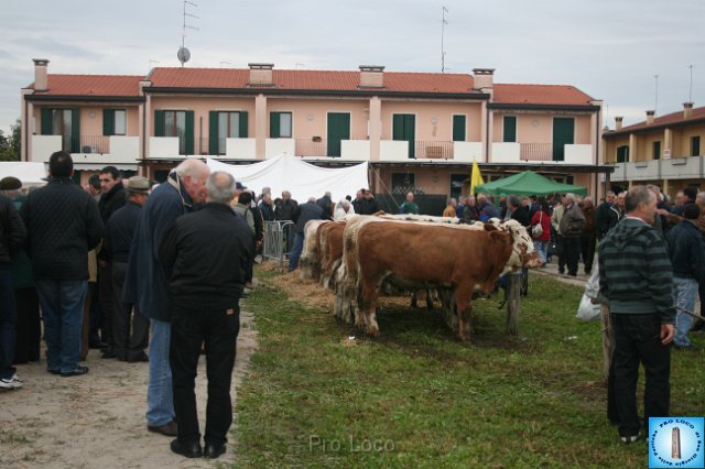 Fiera del Bestiame (9).JPG